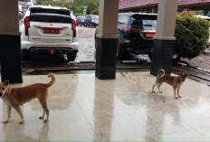 Dinkes Catat 111 Kasus Gigitan Anjing Liar, Stok VAR Menipis!