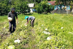  Kembangkan Buah Semangka: Petani Kepahiang Dapat Untung Jutaan Rupiah 