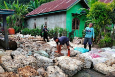 Kabar Baik, Harga Karet di Bengkulu Tengah Rp 12.500 hingga Rp 13.000/Kilogram 