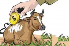 Polres Bengkulu Tengah: Ada Peluang Tersangka Baru Kasus Korupsi Penggemukan Sapi 