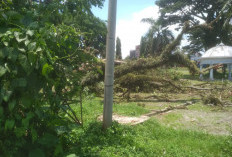 Pohon Besar di Taman Santoso Tumbang, Tidak Ada Korban