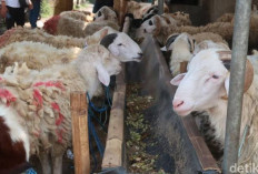 Umur Kambing untuk Hewan Kurban Menurut Syariat Islam