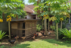 Metode Kombinasi Ayam Kampung dan Pohon Pepaya Supaya Halaman Lebih Efisien