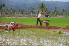 Antisipasi Gagal Panen, 250 Hektare Sawah di Rejang Lebong Diasuransikan