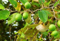 Manfaat Buah Bidara untuk Kesehatan Tubuh