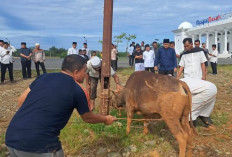 Jumlah Hewan Kurban Meningkat, Dedy Sebut Ekonomi Kota Bengkulu Meningkat