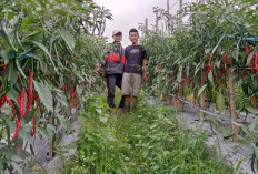 Harga Cabai di Kabupaten Kepahiang Terus Naik: Saat Ini Tembus Rp 75 Ribu Per Kilogram