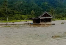 Sungai Ketahun Meluap, Sawah di Teluk Dien Terendam Banjir