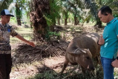  Lebih dari 3 Ekor Ternak Kerbau di Bengkulu Tengah Mati Mendadak