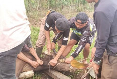 Idul Adha 1447 H: Masjid Al-Falah Kurban Dua Ekor Sapi