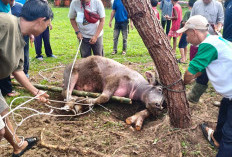  PT PLN Indonesia Power UBP Bengkulu Potong Kurban: Berbagi Kebahagiaan di Hari Raya Idul Adha 1446 H