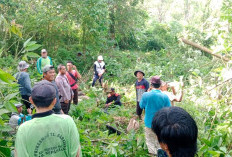 Dukung Program Presiden, 2 Hektare Lahan di Talang Babatan Ditanam Jagung