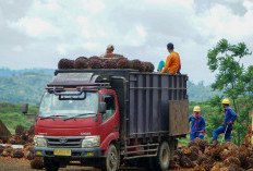 Pimpinan Pabrik Kelapa Sawit di Bengkulu Bakal Dipanggil Gegara Ini