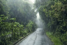 Ternyata Ini Alasan Mengapa Hutan Hujan Penting untuk Bumi Kita