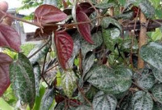 3 Khasiat Daun Sirih Merah, Ampuh Menurunkan Kolesterol 