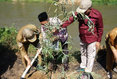 Pemkab Benteng Bagikan Ribuan Bibit Bambu dan Kalamansi 