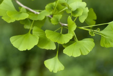 7 Herbal Ini Ampuh Mengobati Penyakit Parkinson 