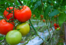 Wajah Ingin Terlihat Awet Muda? Rutin Konsumsi 6 Makanan Ini 