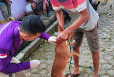  Stok Vaksin HPR di Kepahiang Kosong: Jangan Sampai Digit HPR Ya!