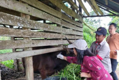 Cek Kesehatan Hewan Ternak, Disperkan Lebong Pastikan Aman dan Bebas Penyakit