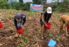 BUMDes Karya Muda Desa Karang Endah Kepahiang Tanam Jagung Program Ketahanan Pangan Tahap II