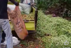 Viral di Medsos, Petani di Kepahiang Buang Sayuran di Pinggir Jalan, Ini Penyebabnya!