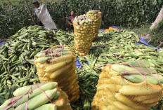 Permintaan Jagung Melejit Jelang Tahun Baru 2026: Petani Desa Suro Baru Raup Cuan