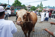 Hewan Kurban Iduladha 2026 di Provinsi Bengkulu Meningkat, Segini Jumlahnya 