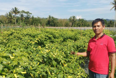  Harga Cabai Rawit Pedas, Petani di Kepahiang Semringah