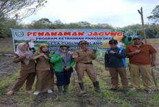 Realisasikan Ketahanan Pangan 2025: Desa Cugung Lalang Tanam Jagung 