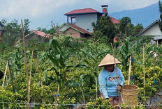 Harga Melambung, Petani Cabai Jablay Desa Air Hitam Raup Untung