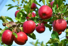 Kaya Nutrisi, Berikut Buah-buahan yang Baik Dikonsumsi Wanita Hamil 