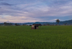 3.500 Hektare Lahan Pertanian di Rejang Lebong Dilindungi Perda LP2B