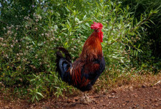 Pria di Kepahiang 'Gasak' Ayam Merah Bakal Disanksi? Ini Kata Lembaga Adat Kepahiang