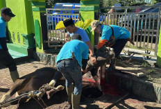 Kemenag Rejang Lebong Salurkan 1.647 Paket Daging Kurban 