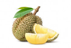 Manfaat Durian untuk Kesehatan, Cegah Kanker hingga Lancarkan Pencernaan