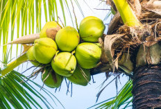 7 Kelompok Orang Ini Dianjurkan Minum Air Kelapa, Tapi Jika Derita Penyakit Ini Jangan!! 