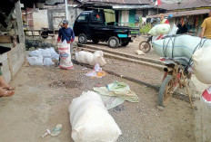 Budidaya Ikan Nila, Pemdes Langgar Jaya Manfaatkan Program Ketahanan Pangan