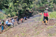 Petani Terdampak Curah Hujan Tinggi: Begini PPL Dinas Pertanian Kepahiang 