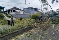  Cuaca Ekstrem, DLH Kepahiang Tebang Pohon Rawan Tumbang 