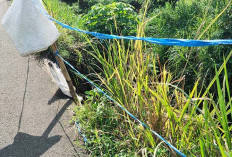 Longsor di Jalan Desa Sukamerindu