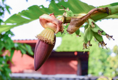 Manfaat Jantung Pisang untuk Ibu Menyusui