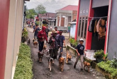 Babi Berukuran Besar Makan Korban di Kepahiang, Ratusan Warga Berburu Massal