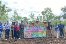 Wujudkan Ketahanan Pangan, Desa Pekalongan Tanam Jagung 1 Hektare