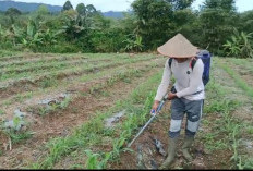 Desa Pelangkian Tanam Jagung 1 Hektare: Penuhi Kebutuhan Pangan Masyarakat