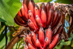 7 Jenis Pisang Terbaik di Dunia: Ada di Indonesia?