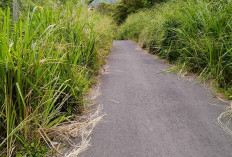 Tanpa Tebas Bayang, Jalan Talang Sawah Menyemak, Rawan Kecelakaan