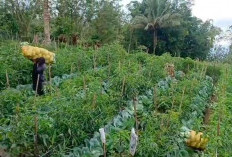Gara-gara Cuaca Ekstrem: Petani Tangsi Duren Kabupaten Kepahiang Panen Sayuran Kubis Lebih Cepat