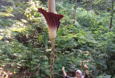 Mari Berkunjung, Bunga Bangkai Setinggi 4,3 Meter Mekar Sempurna 