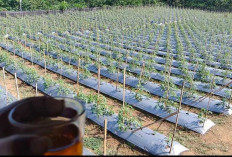 Petani Cabai Desa Tangsi Duren Kabawetan Berharap Turun Hujan